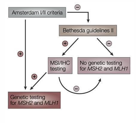 Lynch - Avaliação diagnóstica 40% SL não cumpre critérios de Amesterdão 50% com critérios Amesterdão + não têm mutação 12-28% SL não são identificados pelos critérios de Bethesda Umar, A., et al.