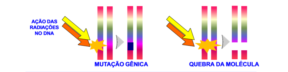 DANOS RADIOINDUZIDOS NA MOLÉCULA DE DNA FORMAÇÃO DE RADICAIS LIVRES IONIZA ÇÃO Mutações gênicas: correspondem a alterações introduzidas na molécula de DNA que resultam na
