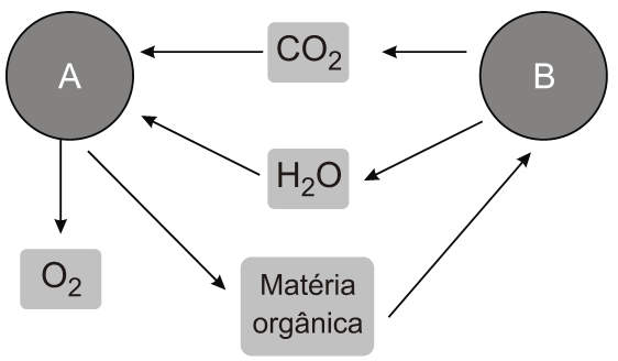 7. (PUC-RJ 2008) Considerando que todos os seres vivos necessitam de uma fonte de carbono para construir suas moléculas orgânicas, a diferença essencial entre os autotróficos e heterotróficos,