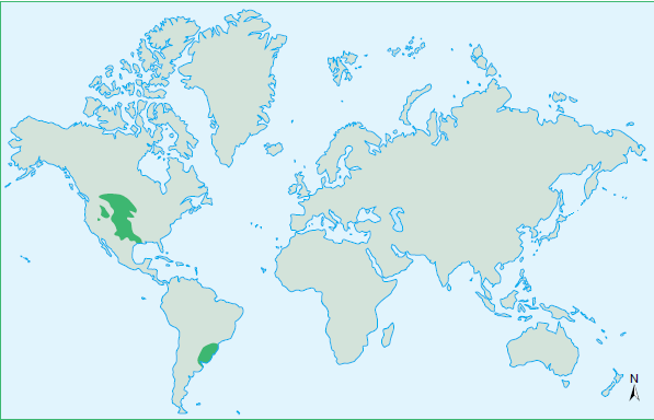 PRADARIA/PAMPAS LOCALIZAÇÃO: Latitudes subtropicais e temperadas (áreas mais úmidas).