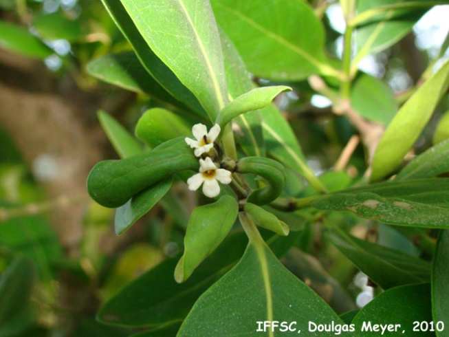 Rhizophoraceae Rizophora mangle Mangue-vermelho Margem do mangue Rizóforos (caulinar) Viviparidade (germinação no