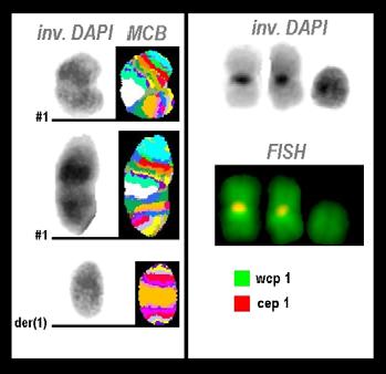 Wcp-whole chromosome painting, cep- centromeric probe, DAPI - 4,6-Diamino-2- Fenilindol