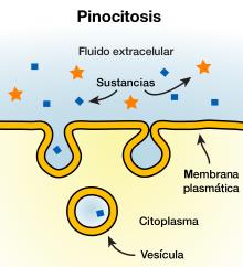 Endocitose Pinocitose englobamento de gotículas de líquido