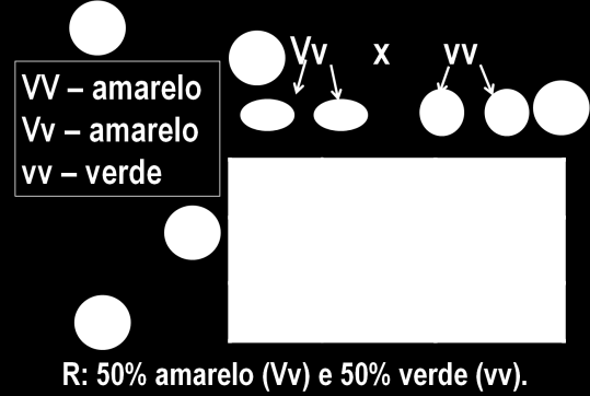 Exemplo de problema: Qual será o resultado do cruzamento de uma planta que produz sementes amarelas heterozigota (Vv) com outra que produz sementes verdes (vv)? Como fazer um cruzamento? 1.