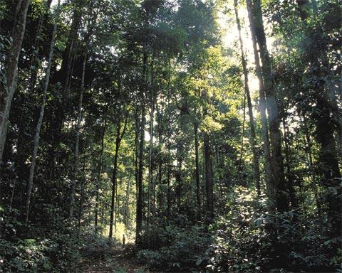 90% da área total; são altas, carregadas de epífitas e cipós lenhosos; são