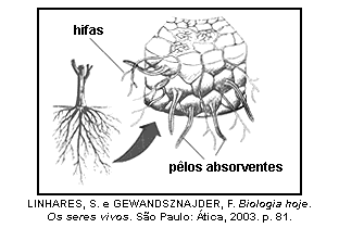 4. (UFSM) Observe a figura a seguir. Ela representa a relação entre as plantas e certos fungos, que crescem no solo e córtex de suas raízes.