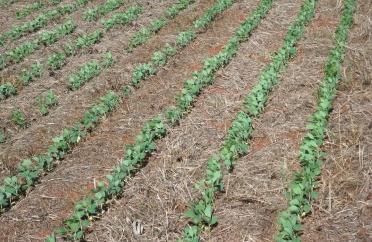 Efeito da cobertura do solo no estabelecimento das plantas Soja pós pousio