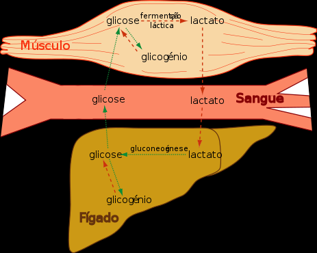 Ciclo de