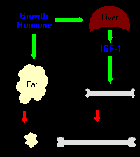 O Hormônio do Crescimento (Somatotropina) Efeitos Fisiológicos Promove o Crescimento dos Tecidos Corporais Apresenta vários Efeitos Metabólicos Deposição de Proteínas nos
