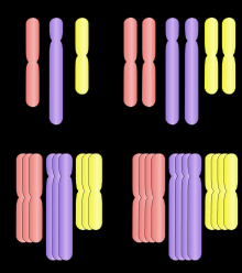 Aberrações cromossômicas (numérica) Euploidia São raras, e são modificações no número do genoma 1. Monoploidia: n cromossomos 2. Diploidia: 2n cromossomos 3.