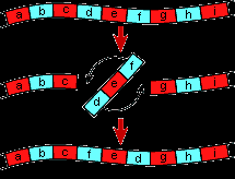 Aberrações cromossômicas (estrutural) 1.