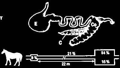 Intestino Grosso - Equinos: Sistema Digestivo Estômago: 9% do volume