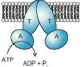 Apresentam H + ATPases na membrana que excluem H + para o exterior de forma a baixar o ph externo e dissolver o osso.