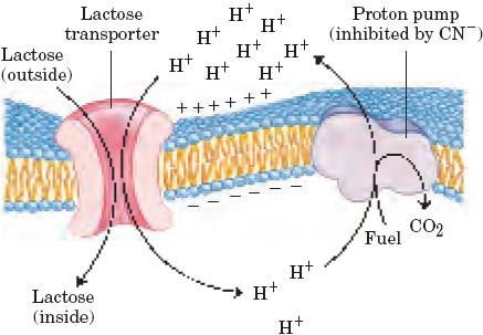 Em E. coli a lactose é acumulada no interior através de uma permease Lactose/ H + simporta, constituída por 12 α-hélices transmembranares, que formam um canal central, permitindo a passagem de H + e