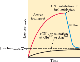 Demonstração do Co-transporte de Lactose/H + : Utilizando um inibidor como o cianeto, podemos observar como este movimento é dependente da fosforilação oxidativa E.