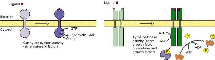 2. Receptores que são canais iónicos: A ligação ao ligando leva a uma alteração conformacional do receptor, que forma um canal de entrada de iões.