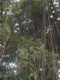 As raízes estão adaptadas ao ambiente em que a planta vive: Raízes suporte ou escoras. Ex.: Plantas do mangue. Raízes com velame. Ex.: Orquídea. Raízes grampiformes. Ex.: Hera.
