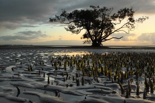 As raízes estão adaptadas ao ambiente em que a planta vive: Raízes suporte ou escoras. Ex.: Plantas do mangue. Raízes com velame. Ex.: Orquídea. Raízes grampiformes. Ex.: Hera.