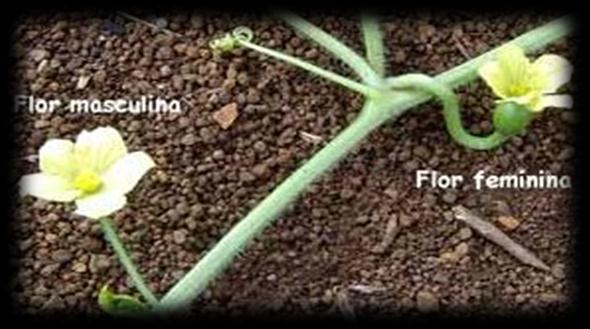 Haste: caule das ervas. Caule pequeno, tenro, clorofilado, pouco resistente e geralmente ramificado desde a base. Seus nós comumente só são percebidos pela presença das folhas.