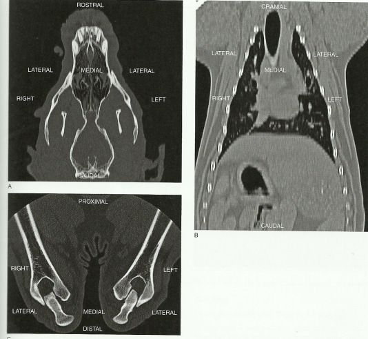 Orientação das imagens- Plano dorsal e frontal Orientação das