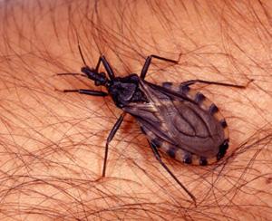 Doenças de Chagas Como adquire a doença?