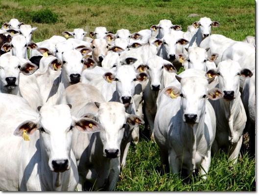 Emissão de GEE X Pecuária no Brasil Segundo maior rebanho de gado do mundo primeiro em rebanho comercial