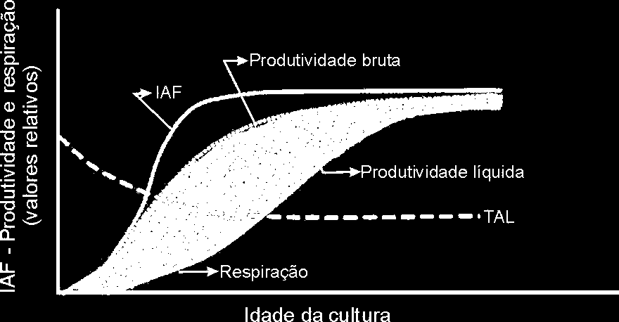 VALORES RELATIVOS DO IAF, PRODUTIVIDADE