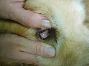34 4 RELATO DE CASO Foi atendido no GARRA Hospital Veterinário, no dia 31/03/11 um paciente da espécie canina, raça Golden Retriever, fêmea, 9 anos, de nome Gema (Figura 10).