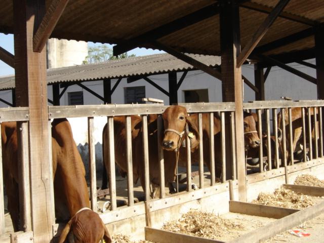 Local e animais experimentais Dez vacas multíparas, não-lactantes