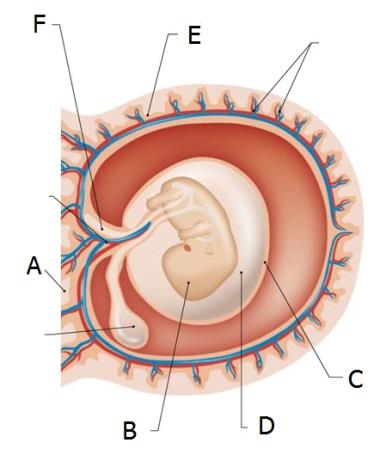 15 n t 3. Os anex embrionári são estruturas que resultam d folhet embrionári e que na altura do nascimeo são expelid. 3.1. Faz a corresndência psível, utilizando uma letra da chave para classificar cada uma das afirmações Afirmações 1.