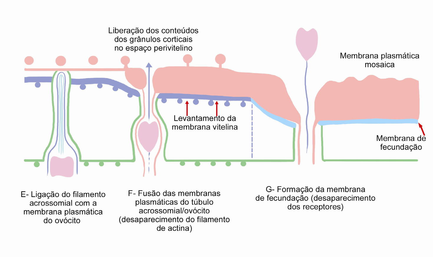 P Eixo Biológico BSC B Figura 4: Etapas da fecundação externa em ovos com ganga gelatinosa. Na membrana plasmática do espermatozóide existe uma proteína receptora de cálcio, a calmodulina.