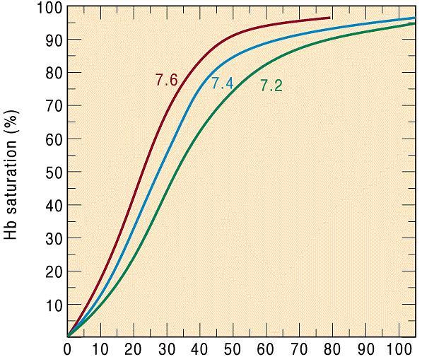 FATORES FÍSICOS AFETAM A LIGAÇÃO DE O 2 Baixo ph enfraquece a afinidade da hemoglobina por O 2. A [H + ] influencia a ligação com a hemoglobina Em baixo ph aumenta a liberação de O 2.