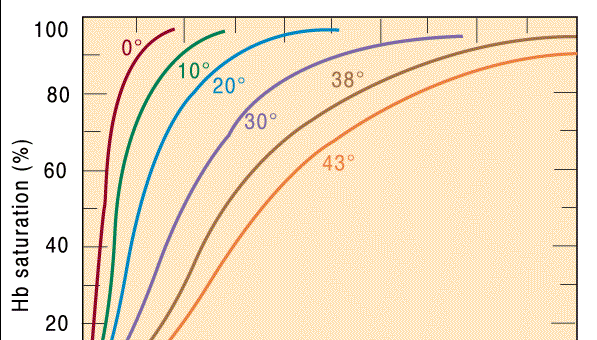 Alta temperatura enfraquece a afinidade da hemoglobina por O 2. Em temperaturas abaixo do normal a ligação é mais forte. Em temperaturas acima do normal a ligação é mais fraca ( BPG).