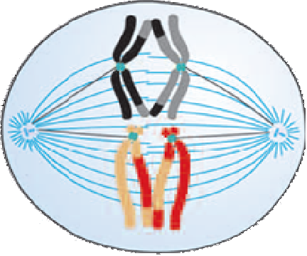 3) Meiose Divisão Reducional ou Meiose I (R!