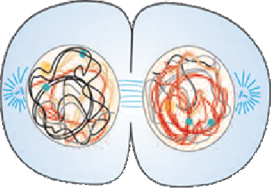 3) Meiose Divisão Reducional ou Meiose I (R!