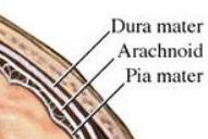 Tem cerca de 1 mm de comprimento, é constituída por axónios não mielinizados, formando a parte prelaminar do nervo cercada pela retina e coróide. Nesta zona, o nervo ótico tem 1mm por 1.