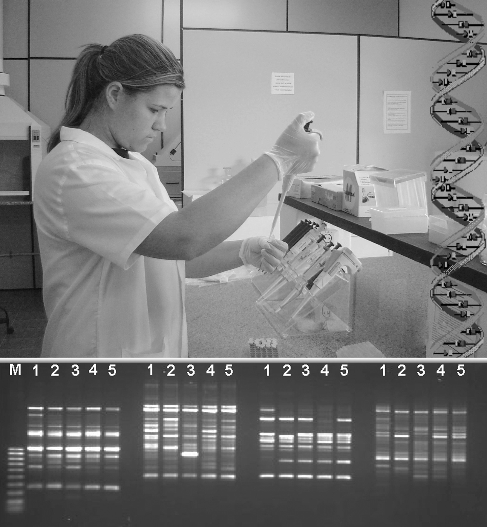 Variedades Clonais Incaper Caracterização Molecular: Clones componentes de cada variedade encontram-se dispersos no dendograma, o que caracteriza a existência de dissimilaridade