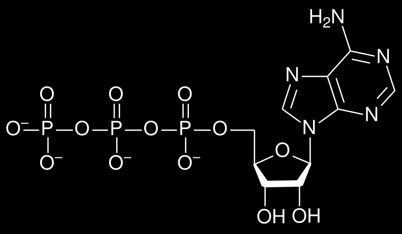 Importância do fósforo: -ATP (Adenosina Trifosfato) A ATP (ou Adenosina Trifosfato) é uma molécula cuja energia potencial pode ser facilmente mobilizada pela célula, constituindo a mais importante