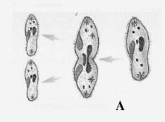 representa processos de reprodução assexuada denominados, respectivamente, de: a) estrobilização, brotamento e regeneração b) gemulação, brotamento e regeneração c) brotamento, gemulação e