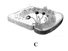 c) óvulo originado na trompa de Falopio d) fase germinativa comum a espermatogênese e a ovogênese e) cromatma sexual 08.