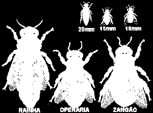 Partenogênese (do grego parthenos, 'virgem", génesis, "nascimento") A partenogênese ocorre quando o óvulo se desenvolve sern ter sido fecundado por um espermatozóide, dando origem sozinho a um novo