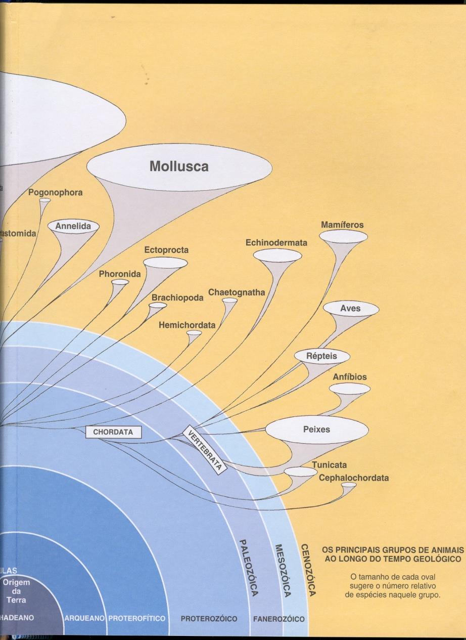 Principais grupos animais ao longo do tempo 32 filos de animais multicelulares são reconhecidos atualmente, dos 100 filos gerados