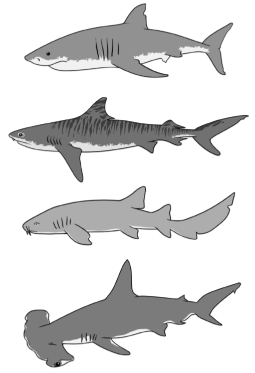 Figura 25. Alguns exemplos de tubarões viventes. /Fonte: Modificado de Pough et al., 2008 9c.