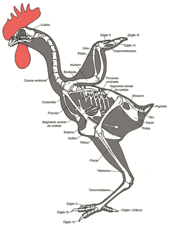 Figura 30. Esqueleto de ave.