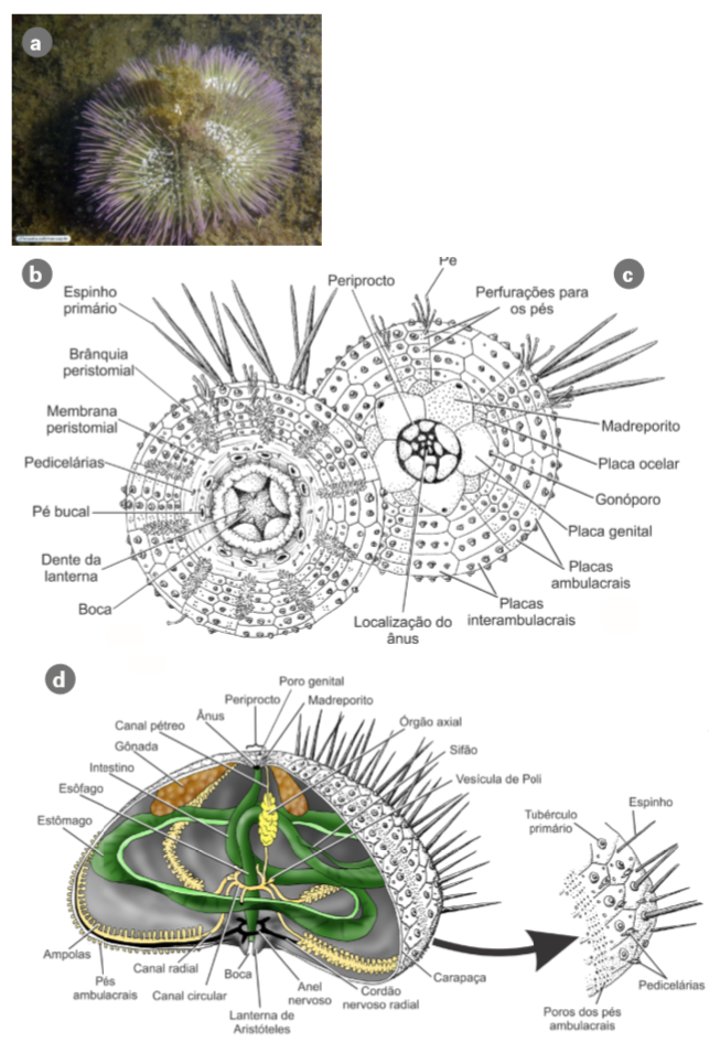 Figura 20. Classe Echinoidea: Ouriços do mar. a. Um ouriço-do-mar. b. Morfologia externa, vista oral. c. Morfologia externa, vista aboral. d. Estrutura interna de um ouriço-do-mar.