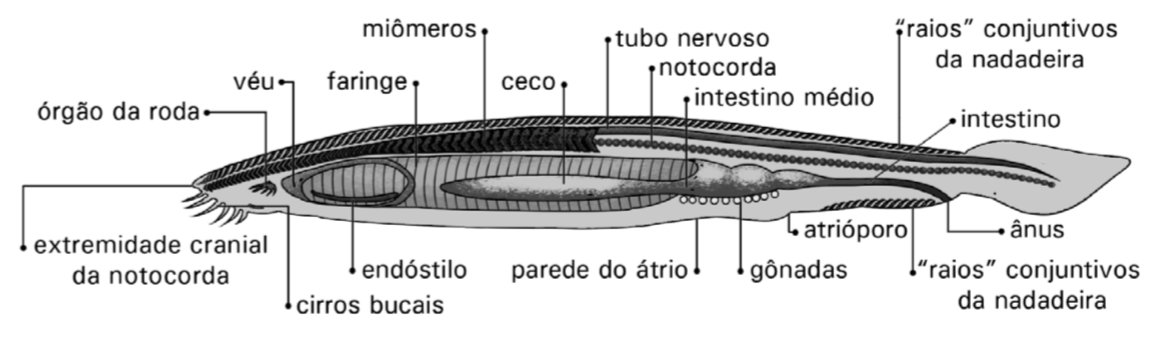 animais geram por um fluxo de água do mar através dos sifões inalante e exalante, e esta água é filtrada através das fendas branquiais para a aquisição do alimento. Figura 22.