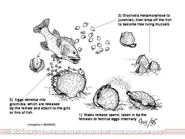 LARVAS DE