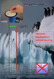 Técnica : Congelamento lento Test-Yolk Buffer (TYB) TES C 6 H 15 NO 6 S N-tris[hidroximetil]metil-2-ácido aminoetano