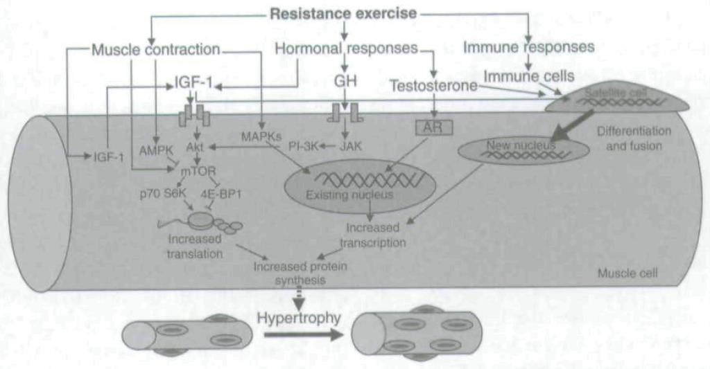 Treinamento de Força e Potência Sinalização - Hipertrofia Hipertrofia do músculo esquelético é regulado por pelo menos três grandes molecular processos: (Machida e