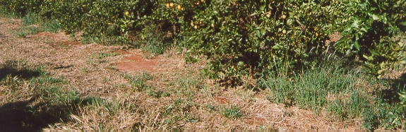 Pomar A:70 ton/ha Pomar B:10 ton/ha Contrastes de